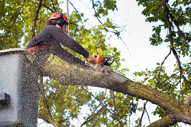 Expert Tree & Branch Removal Services in Grants NM