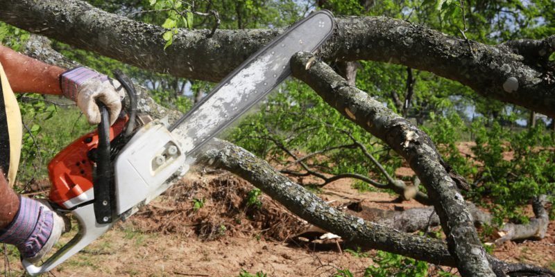 Santa Fe Tree Removal Service | Established Yard Waste Haul